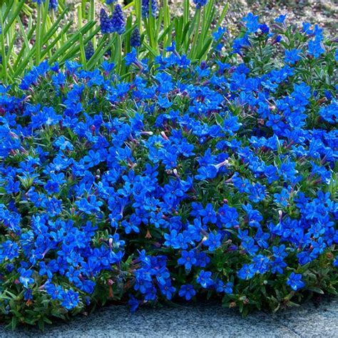 Lithaderre  Northern California (Zone 9a) Lithodora diffusa grows well in zone 9, whether we have a drought or excessive rainfall